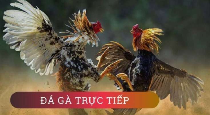 Hãy lưu ý đường dẫn tải xuống Az888; bạn sẽ luôn thắng khi chơi Az888 trực tuyến - Az888