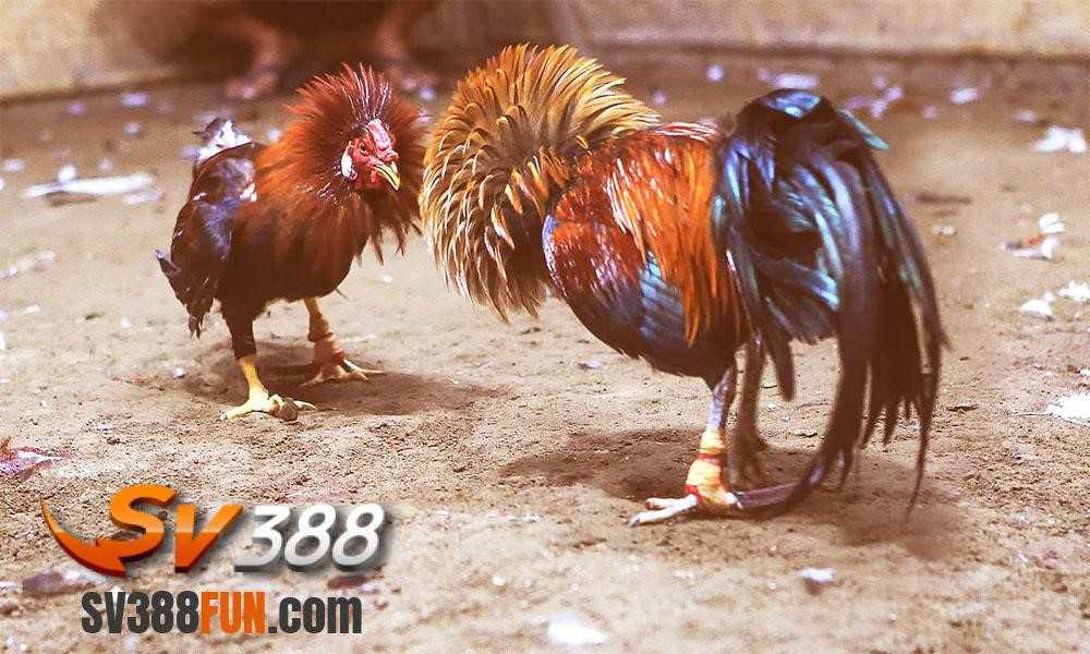 Điều kiện tham gia cá cược trực tiếp cấp độ Luck8 - Luck8