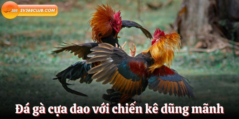Các hoạt động quảng bá của Bet66 được tổ chức thường xuyên - Bet66